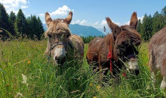 Pepi und Cleo Pepi und Cleo