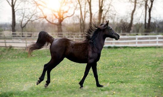 pferd pferd