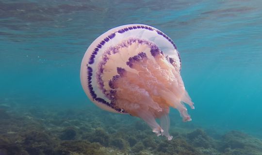 FILM_Elements-off-Balance_Still-07_©Othmar-Schmiderer.jpg FILM_Elements-off-Balance_Still-07_©Othmar-Schmiderer.jpg