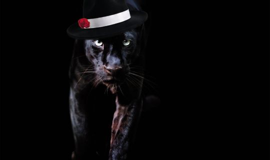 Theater-Rampenlicht_Panther.jpg