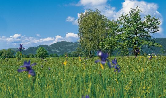 Irisfeld Lauteracher Ried Irisfeld Lauteracher Ried