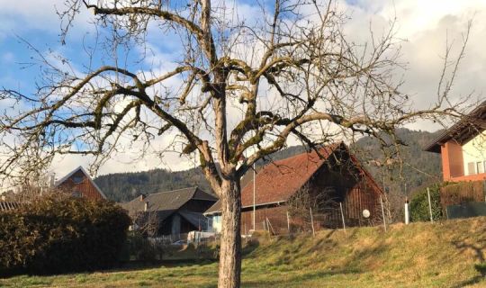 Ein Baum auf einer grasbewachsenen Wiese Ein Baum auf einer grasbewachsenen Wiese