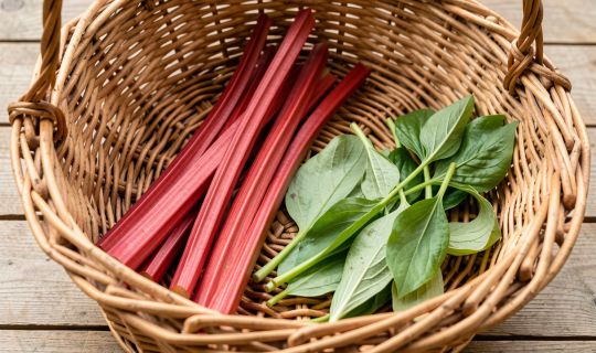 freepik__rhubarb-stalks-and-wild-garlic-leaves-lie-separate__7067.jpeg freepik__rhubarb-stalks-and-wild-garlic-leaves-lie-separate__7067.jpeg