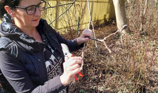 Eine Person, die Ãste mit einer Schere schneidet Eine Person, die Ãste mit einer Schere schneidet