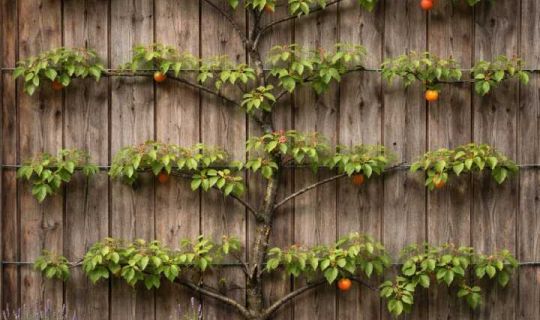 Ein Baum mit Marillen