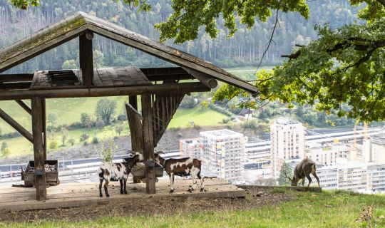 Wildpark Feldkirch Wildpark Feldkirch