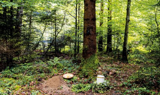 Waldbestattung Bludesch Waldbestattung Bludesch