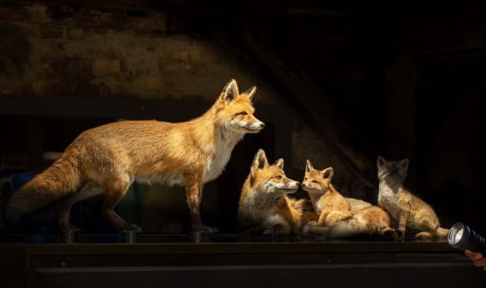 inatura FÃ¼hrung TaschenlampeÂ©Petra Rainer.jpg