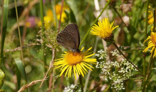 Ein Schmetterling auf einer gelben Blume