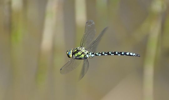 Eine Libelle, die in der Luft fliegt