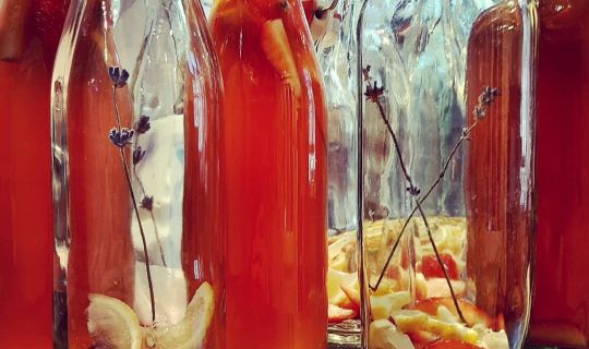 Kombucha Sanjay Bösch.jpg Kombucha Sanjay Bösch.jpg
