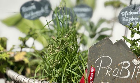 Probiar Amol Weg - Guter Tropfen Probiar Amol Weg - Guter Tropfen