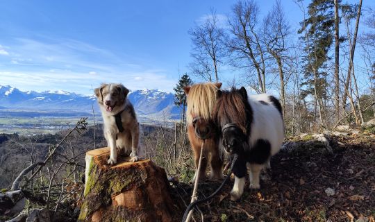 hufwärts ponytrekking 5.jpg hufwärts ponytrekking 5.jpg