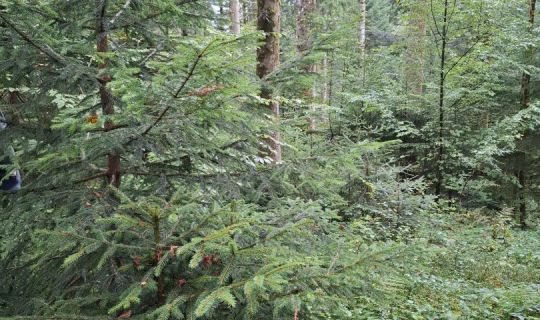 Wald in FrauenhÃ¤nden: Plenterwald fÃ¼r Einsteigerinnen und Fortgeschrittene