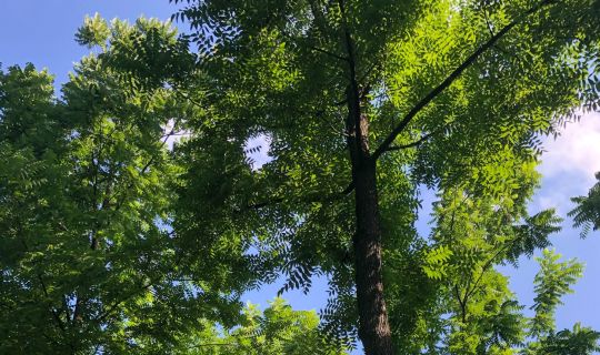 Gastbaumarten_Â©Stephanie Salzmann BFW (1).jpg