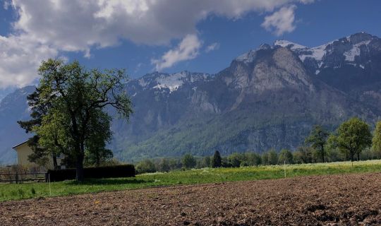 SoLaWi Nofels Josef_Stark.jpg