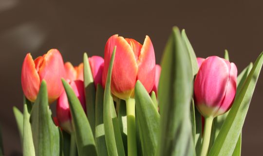 2026_forumaltemusik_klÃ¤nge romantik.JPG