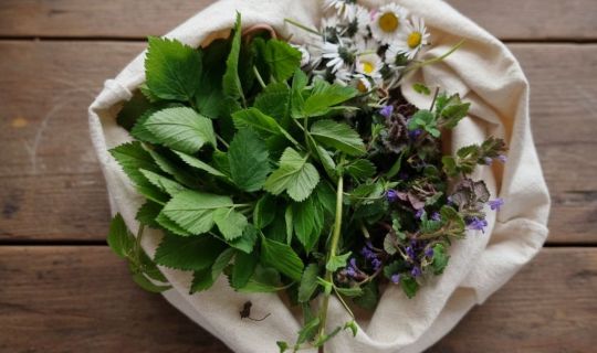 Wildkräuter im Frühling- KI bearbeitet.jpg Wildkräuter im Frühling- KI bearbeitet.jpg