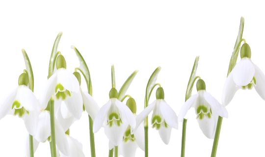 Schneeglöckchen Stadt_Foto_KMS_41.jpg