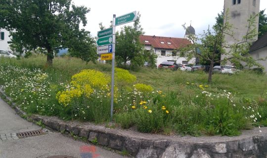 Gemeinde Göfis - Gemeinde Göfis Wildbienen/Bienenwiese