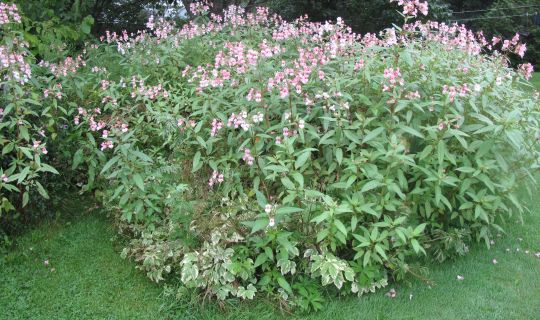 Drüsiges Springkraut Impatiens_glandulifera.jpg