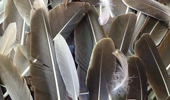 Das Federkleid der Vögel_©Knes.jpg Das Federkleid der Vögel_©Knes.jpg