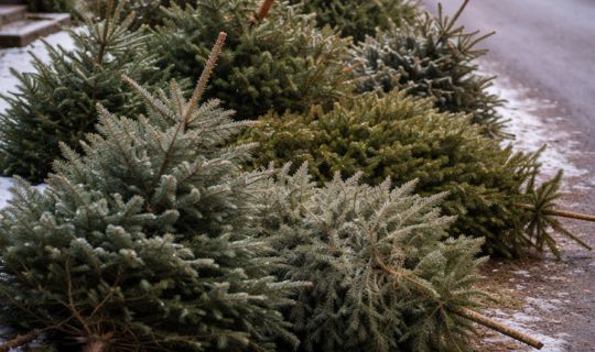Eine Gruppe von WeihnachtsbÃ¤umen am StraÃenrand