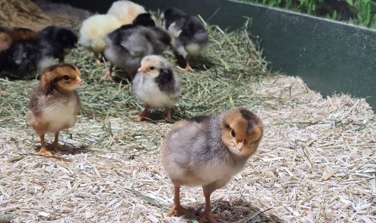 inatura KÃ¼ken.jpg