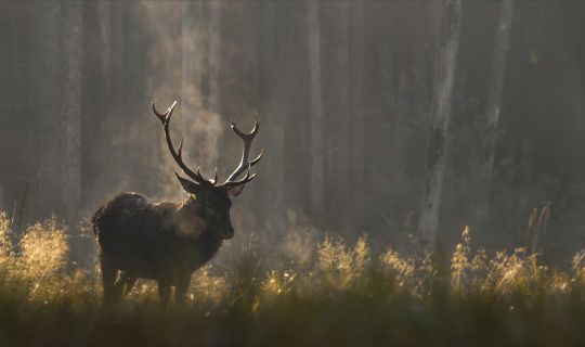 Das_Flüstern_der_Walder__Still_©Vincent-Munier.jpg Das_Flüstern_der_Walder__Still_©Vincent-Munier.jpg