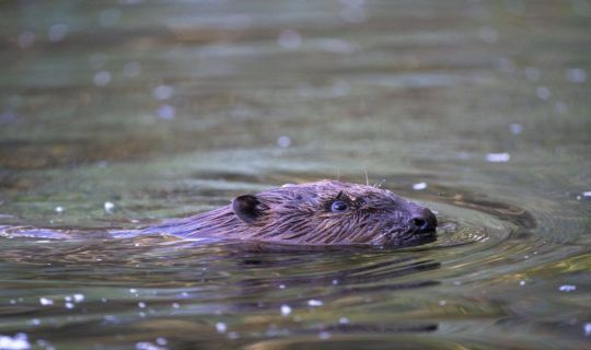 Biber Biber_Dietmar-Hollenstein-1-1-10.jpg