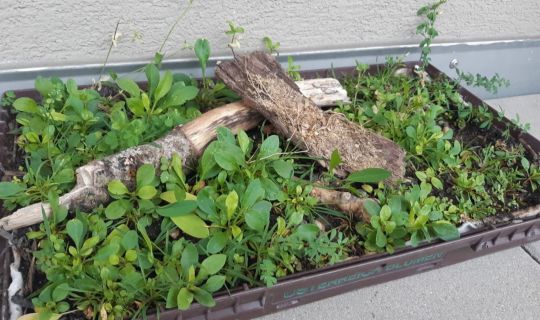 Das Foto zeigt eine Kiste, in der ein modellhaft ein Gründach angelegt wurde. Das Foto zeigt eine Kiste, in der ein modellhaft ein Gründach angelegt wurde.