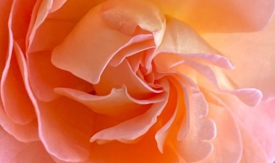 Eine Nahaufnahme einer Blume