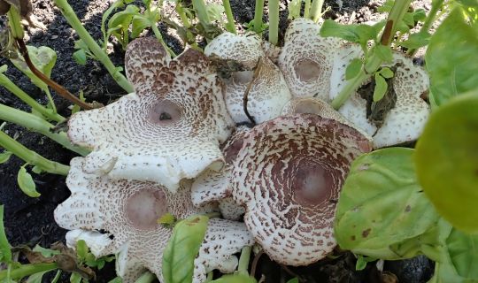 Pilze im Garte_Leucoagaricus americanus -Uschi Ãsterle.jpg