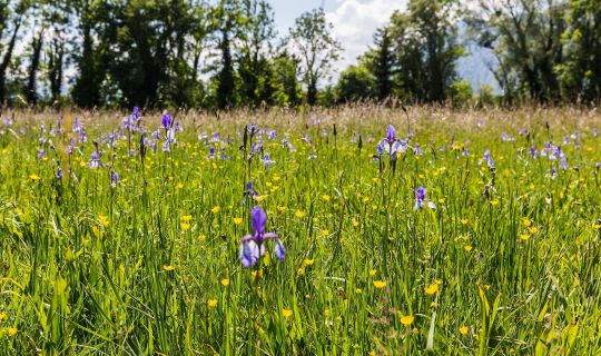 Schwertlilien Bangs Matschels Schwertlilien Bangs Matschels