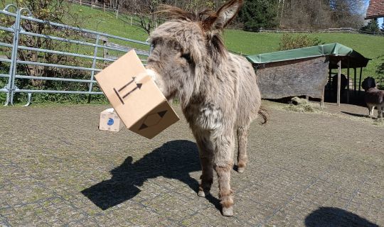 Pepi am spielen Pepi am spielen