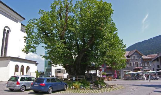 Werner Groß Die Dorflinde in Alberschwende