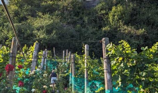 Der Weinberg am Liebfrauenberg