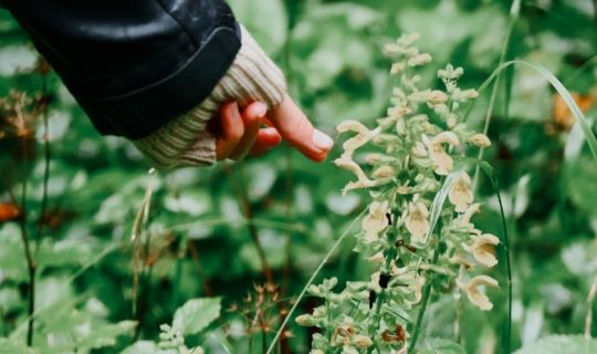 2026_analog_Kraeuterspaziergang_herbalwhisperer_Anna.jpeg 2026_analog_Kraeuterspaziergang_herbalwhisperer_Anna.jpeg