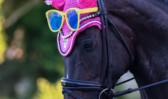 Ein Pferd mit rosa Hut und Sonnenbrille
