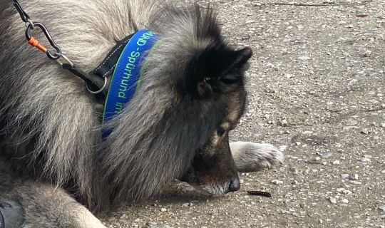 SpÃ¼rhunde_Veronika Pfefferkorn-Dellali.jpg