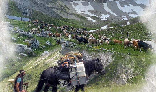 Foto fÃ¼r Dornbirn-Tourismus.jpg
