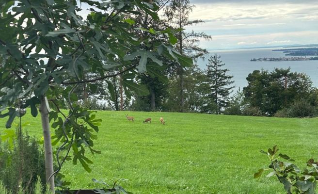 Seeblick Appartements Henle