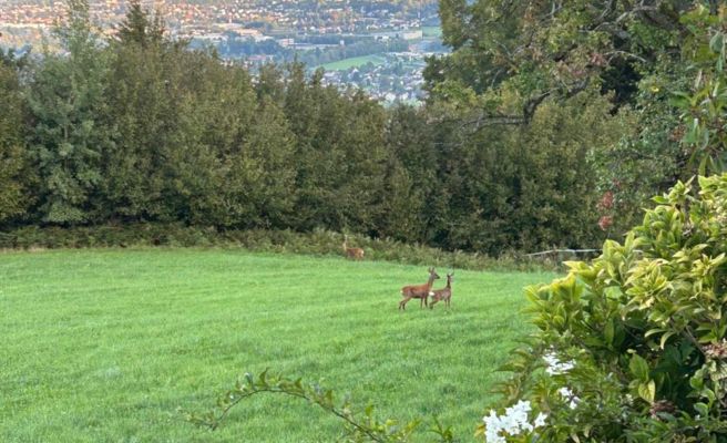 Seeblick Appartements Henle