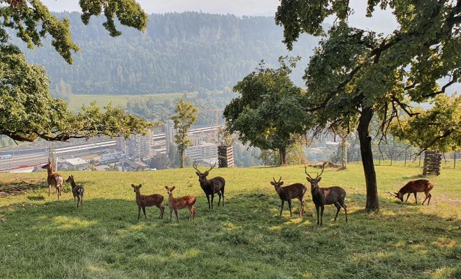 Wildpark Feldkirch 