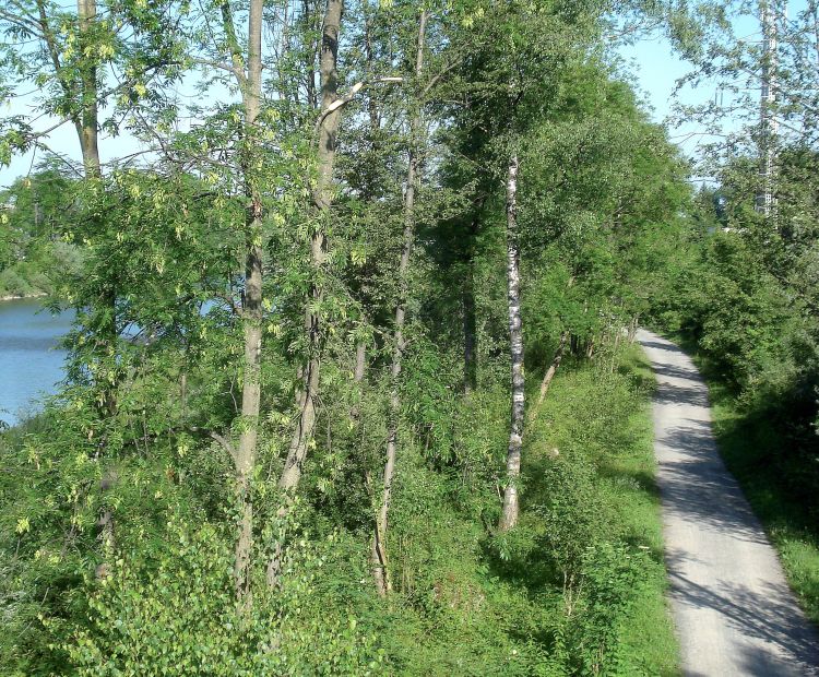 Bregenzerach und Bregenzer Achweg