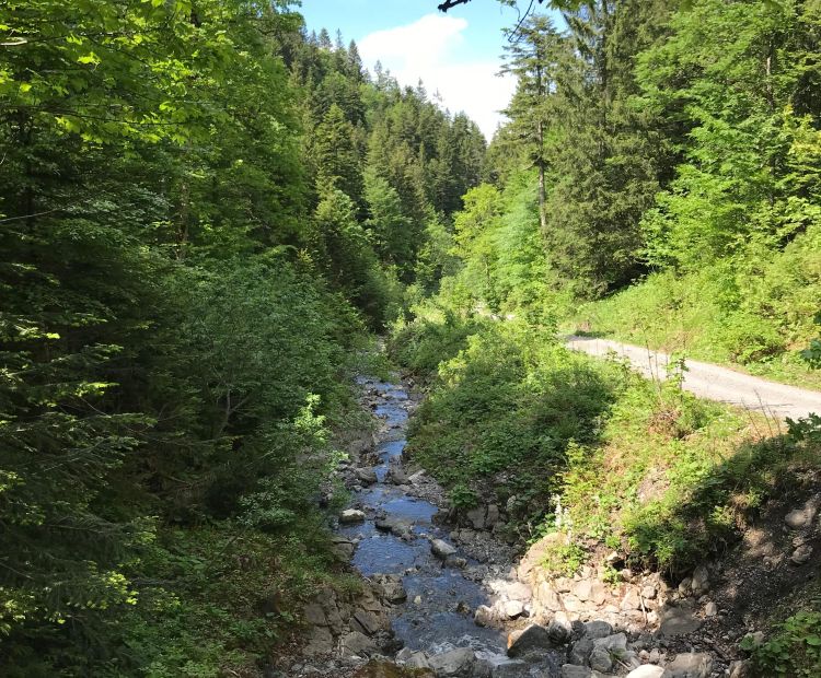 Radtour Dornbirn Gütle Sattelalpe kobelach Radtour Dornbirn Gütle Sattelalpe kobelach