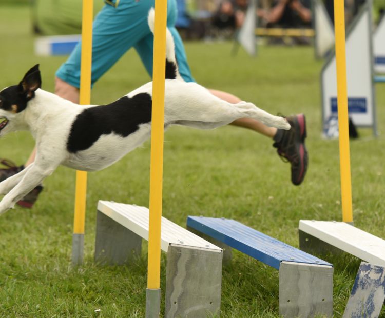 Hundesportverein Hörbranz-Agility Ländle-Cup-Prüfung Hundesportverein Hörbranz-Agility Ländle-Cup-Prüfung