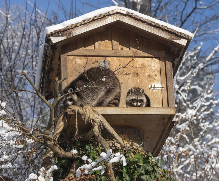 Wildpark Feldkirch WaschbÃ¤ren