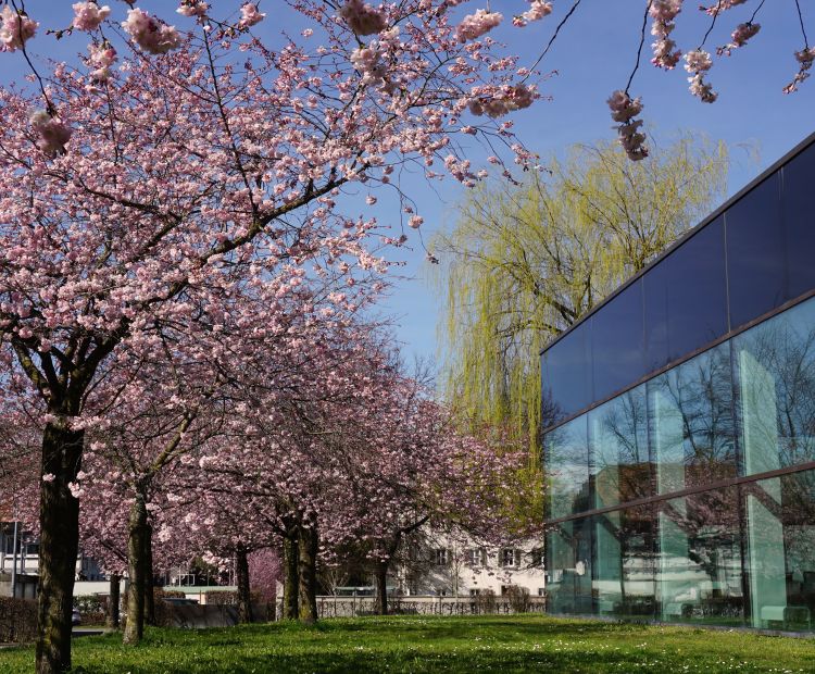 Kirschblüte beim stadtbad Dornbirn