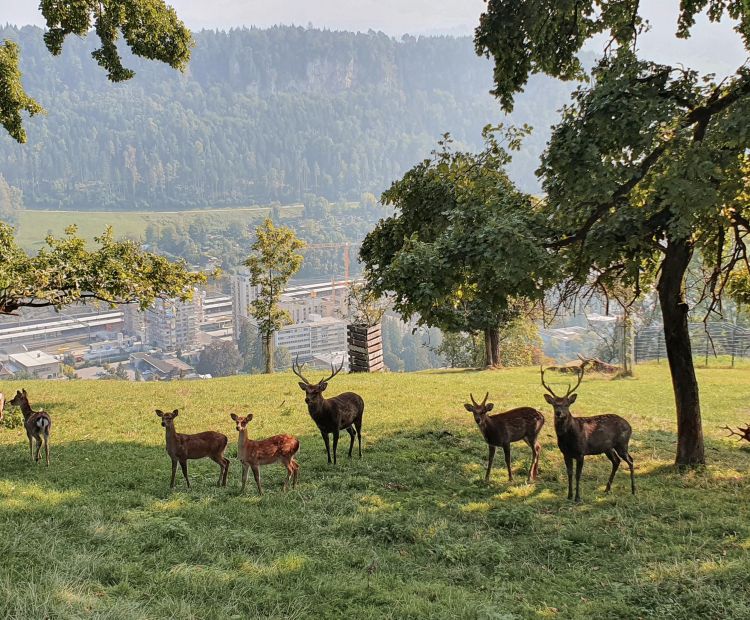 Wildpark Feldkirch Wildpark Feldkirch